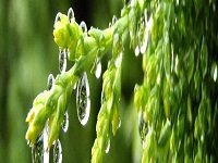 ANOINTING FOR RESTORATION